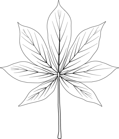 California Buckeye Leaf Coloring Page